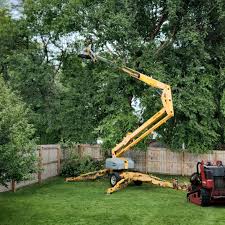 Best Stump Grinding and Removal  in Little River Academy, TX