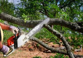 Best Tree Mulching  in Little River Academy, TX