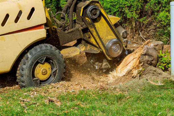 Best Lot and Land Clearing  in Little River Academy, TX