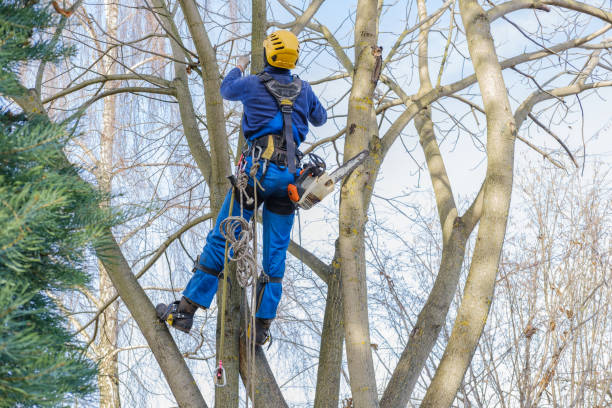 Best Firewood Processing and Delivery  in Little River Academy, TX