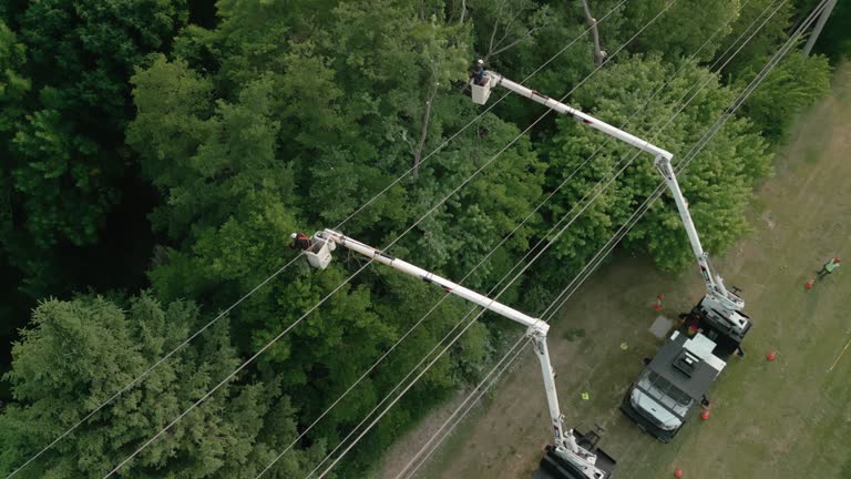 Best Tree Disease Treatment  in Little River Academy, TX