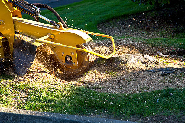 Best Utility Line Clearance  in Little River Academy, TX